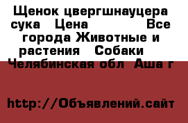 Щенок цвергшнауцера сука › Цена ­ 25 000 - Все города Животные и растения » Собаки   . Челябинская обл.,Аша г.